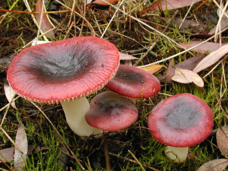 Entoloma venustum