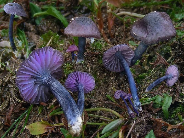 Entoloma venustum