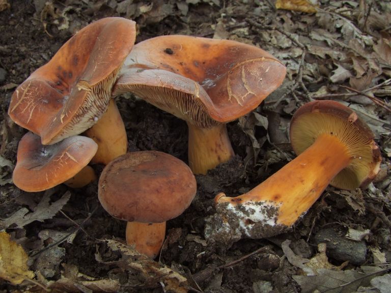 Entoloma tortiliforme