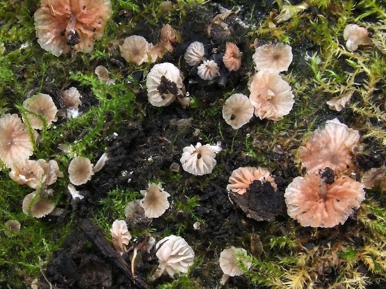 Entoloma tortiliforme